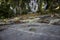 Stone ground and foliage