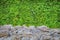 Stone ground and wall texture of green ivy leaves, copy space. Rocky floor with large boulders and trees in the background