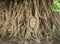 Stone head of Buddha nestled in the embrace of bodhi tree\'s root