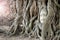 Stone head of Buddha in the root tree