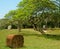 Stone heads of tabasco Mexico