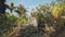 Stone hindu statue view from behind frangipani tree