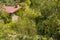 Stone house with red roof near pond in the overgrown garden