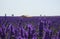 Stone house in sea of Lavender in south france