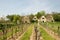 Stone houses next to vineyards in Burgenland - Austria