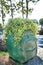 Stone human head with vine plant in the park