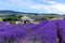 Stone hut in a lavender field, Provence, France