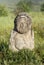 Stone idol in the steppe