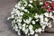 Stone Jardiniere with white petunias