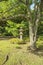Stone lantern under a maple trunk in the garden of Rikugien in T