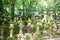 Stone lanterns to Kasuga shrine in Nara, Japan