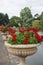 Stone Large Urns of Geraniums