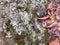 Stone, lichen, moss, & autumn russet leaves