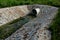 Stone lining of bank at the mouth of the sewer pipe with a grate against the entry of persons into the treatment plant or industri