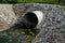 Stone lining of bank at the mouth of the sewer pipe with a grate against the entry of persons into the treatment plant or industri