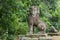 Stone lion guarding entrance to East Mebon