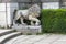 Stone lion at the medieval castle steps