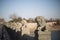 The stone lions on the Lugou Bridge, Beijing