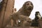 Stone lions in Monforte Gardens