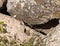 A stone  lizard hides between stones near the excavations of the ancient Maresha city in Beit Guvrin, near Kiryat Gat, in Israel