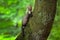 Stone marten, detail portrait of forest animal. Small predator sitting on the tree trunk with green moss in forest. Wildlife scene