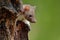 Stone marten, detail portrait. Small predator sitting on the tree trunk in forest. Wildlife scene, Poland. Beautiful cute forest