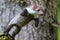 Stone marten, Martes foina, with clear green background. Beech marten, detail portrait of forest animal.