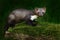 Stone marten, Martes foina, with clear green background. Beech marten, detail portrait of forest animal. Small predator sitting on