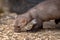 Stone marten sniffing on floor