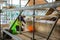 Stone Mason at work on major roof renovation of historic building at Dyrham Park, Gloucestershire, UK