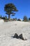 Stone on melted snow and cedar tree on blue sky background