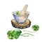 Stone mortar and pestle on wooden stand watercolor illustration isolated on white. Centella asiatica, gotu kola herbal