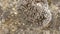 Stone moss, close-up view