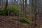 Stone with moss in scandinavian woods. Swedish nature. Background