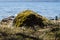 Stone with moss on the shore. mossy rock by the lake