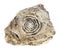 Stone with old fossilized seashells