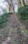 Stone old uphill road in ancient forest with naked trees and grean moss covered with fallen dry leaves