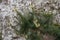 stone old wall and green plant with yellow flowers, Jerusalem Israel March 2021