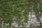 Stone old wall with heather. Stone wall texture. Rock blocks in old medieval brick.