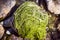 Stone overgrown of algae at a beach