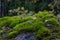 Stone overgrown with green moss in the forest