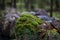 Stone overgrown with green moss in the forest