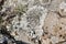 stone overgrown with lichen. beautiful natural background