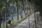 Stone path on the avenue of tropical trees