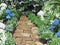 Stone Path Lined With Hydrangeas And Baby`s Breath
