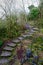 Stone path nature moss birch