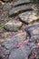 Stone path with plum blossom petal