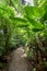 Stone path in rainforest Monteverde Costa Rica