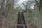 Stone Path Steps With Forest Trees Each Side Bright View