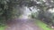 Stone path in tropical jungle during rainy season with mist and big green plants